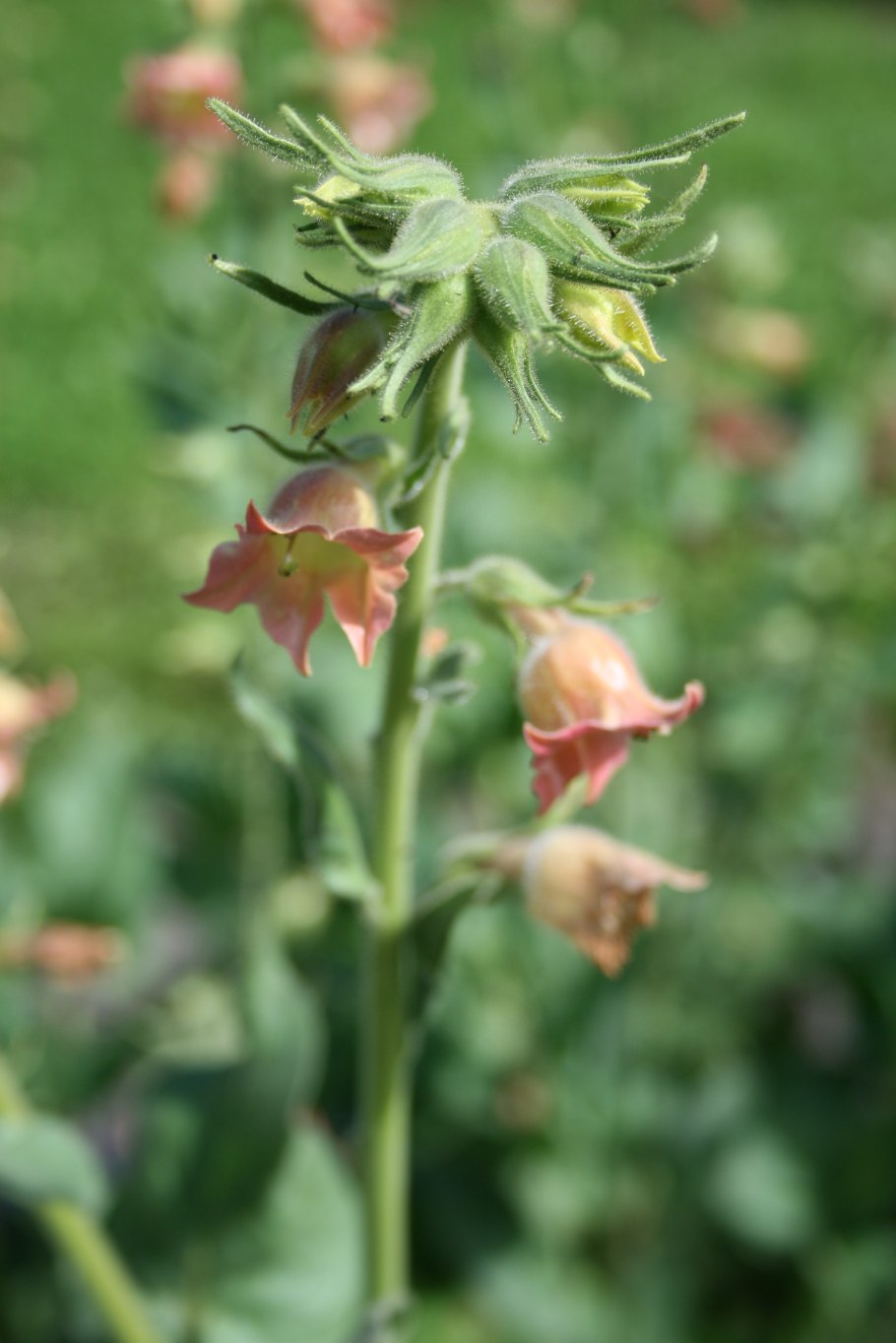 Nicotiana glutinosa