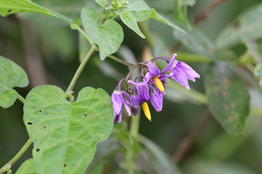 Паслен сладко-Горький (Solanum Dulcamara)