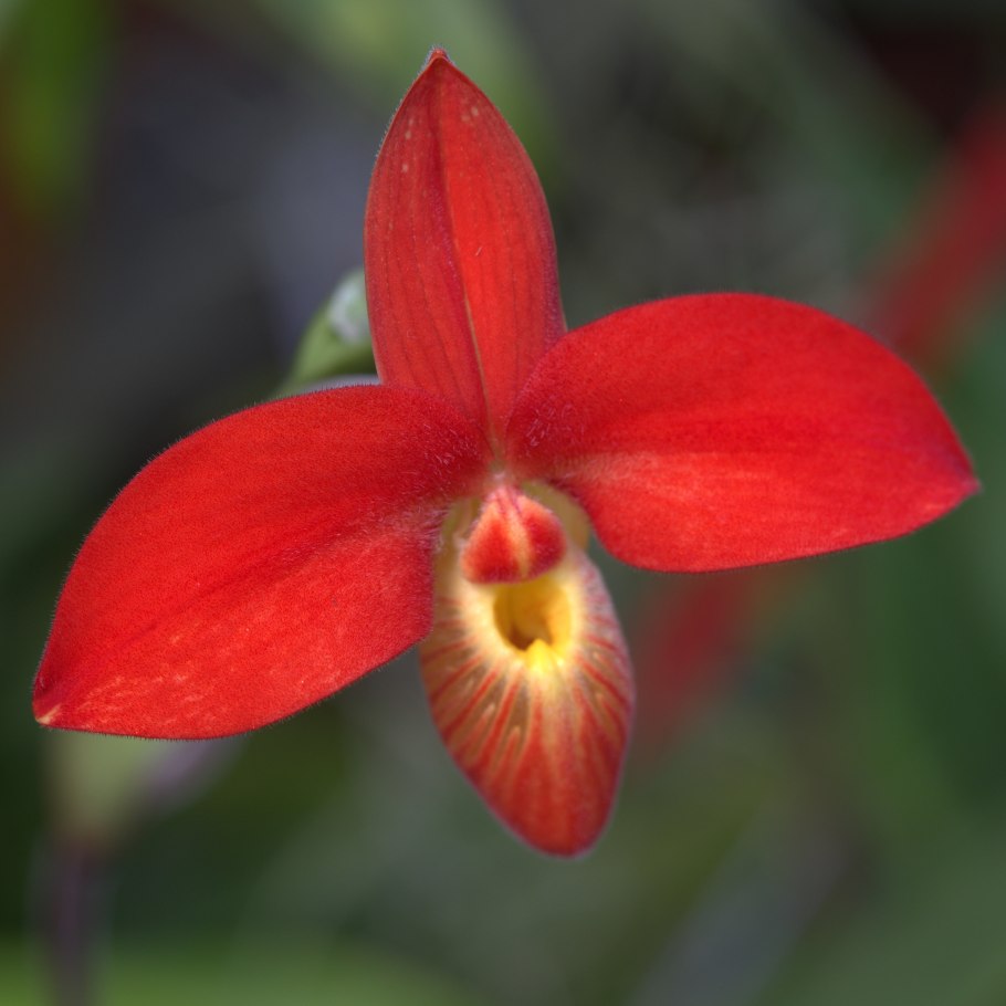 Phragmipedium besseae var guarumales