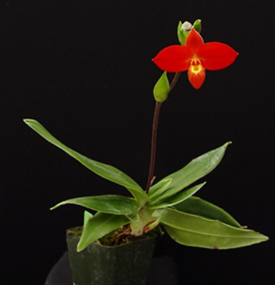 Phragmipedium besseae