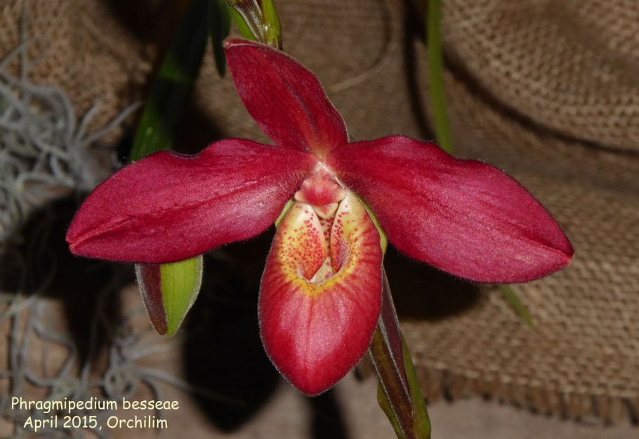 Phragmipedium besseae описание