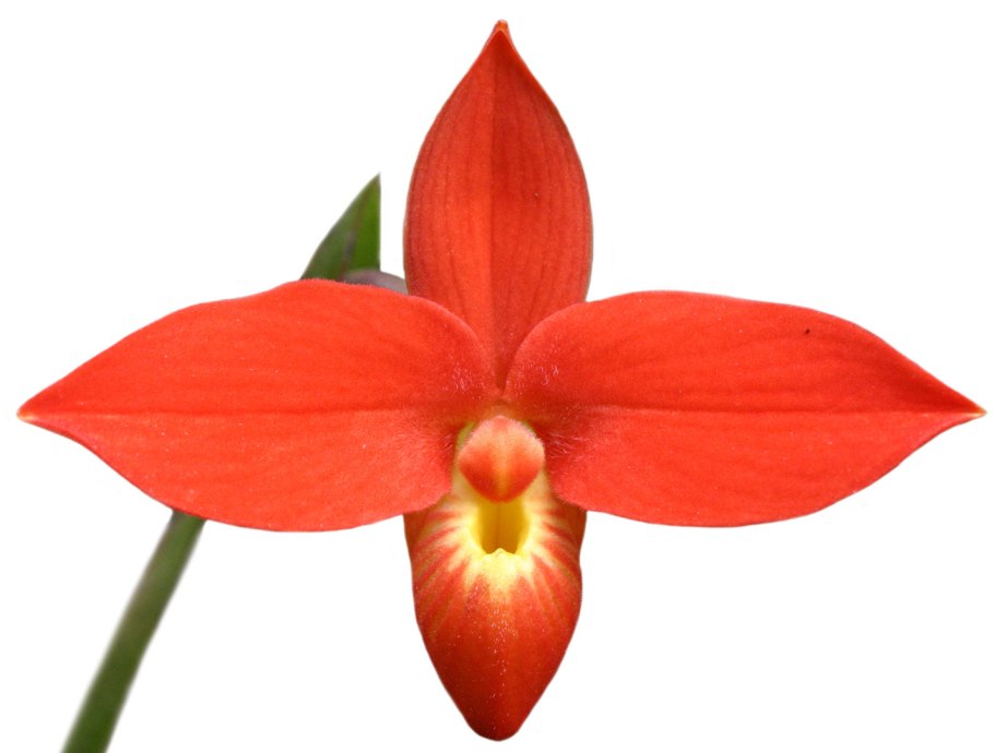 Phragmipedium besseae
