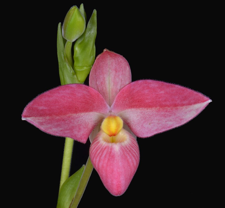 Phragmipedium besseae