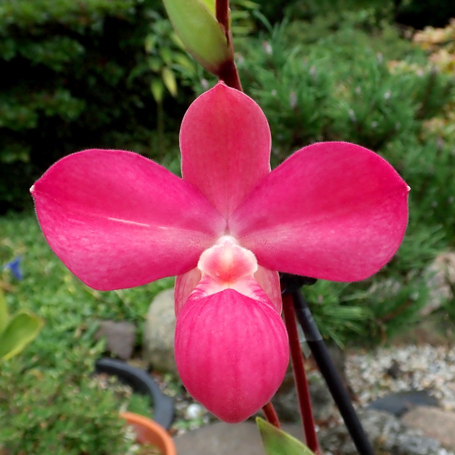 Phrag. Besseae