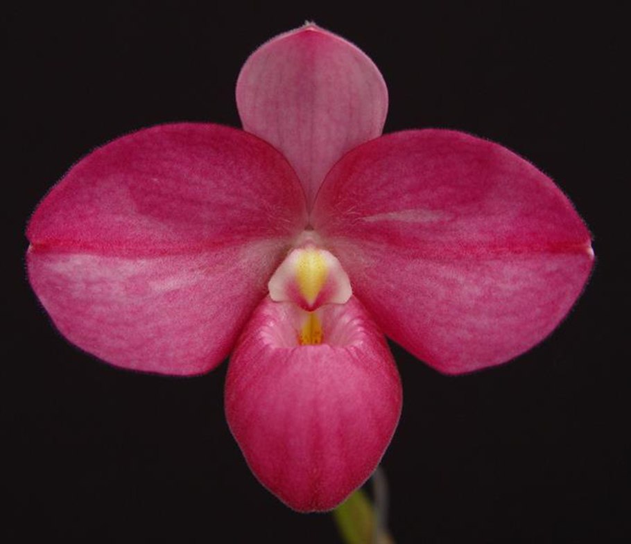 Phragmipedium Hanne Popow (Phragmipedium besseae и Phragmipedium schlimii)