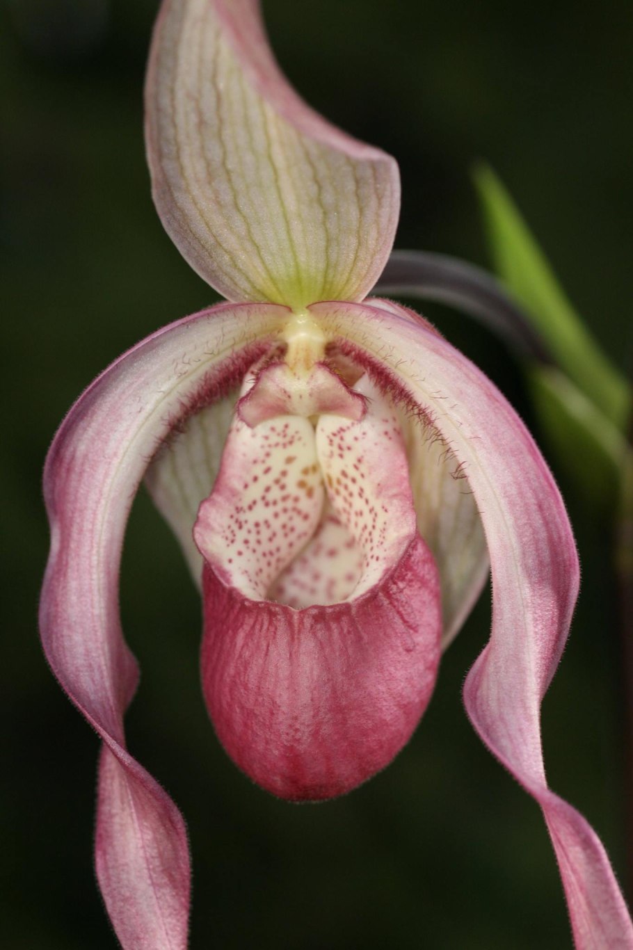 Wallpapers Phragmipedium kovachii