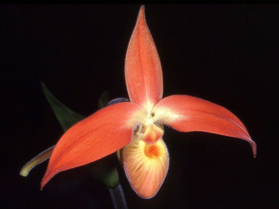 Phragmipedium besseae