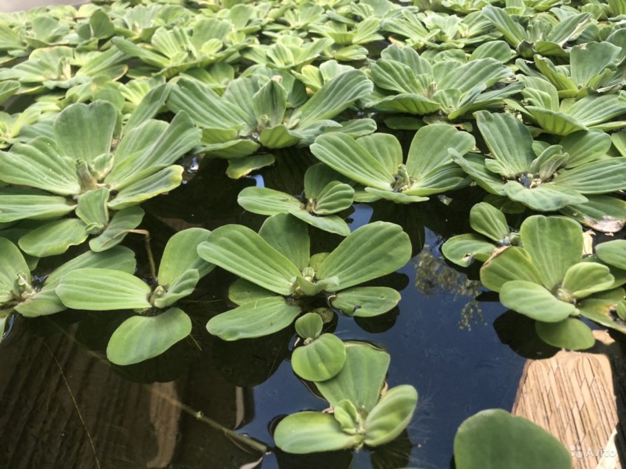 Пистия аквариумное растение