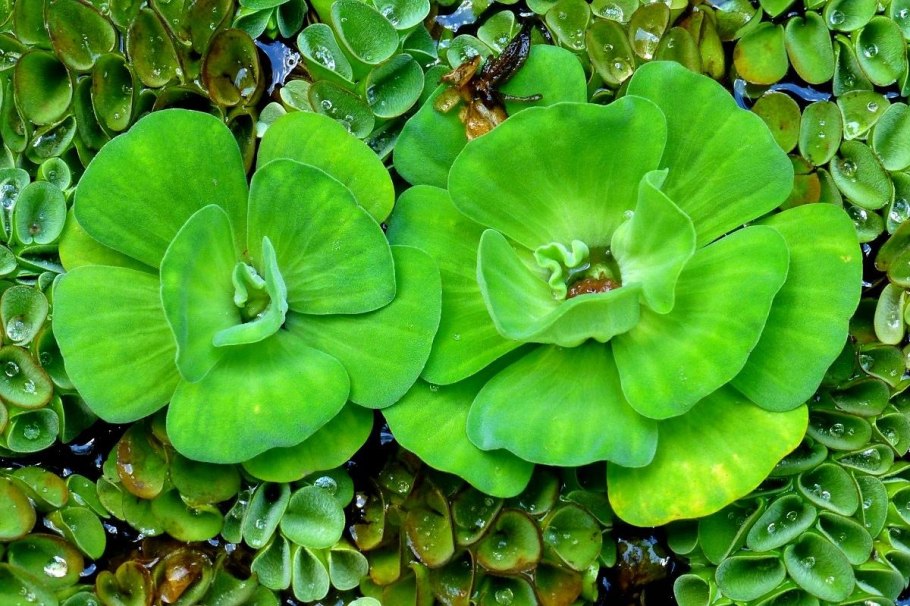 Пистия телорезовидная Pistia Stratiotes