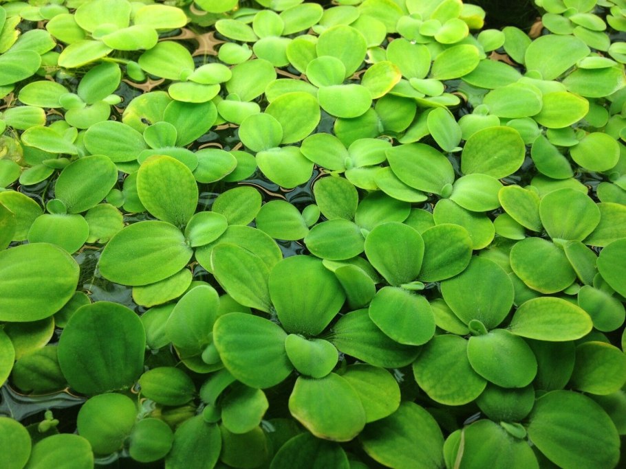 Ряска пистия водокрас