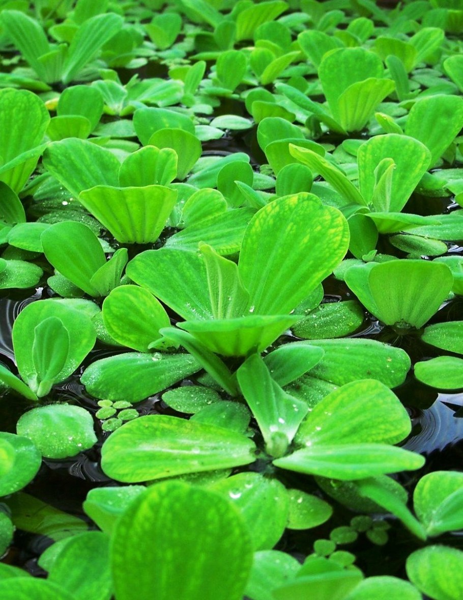 Pistia Stratiotes