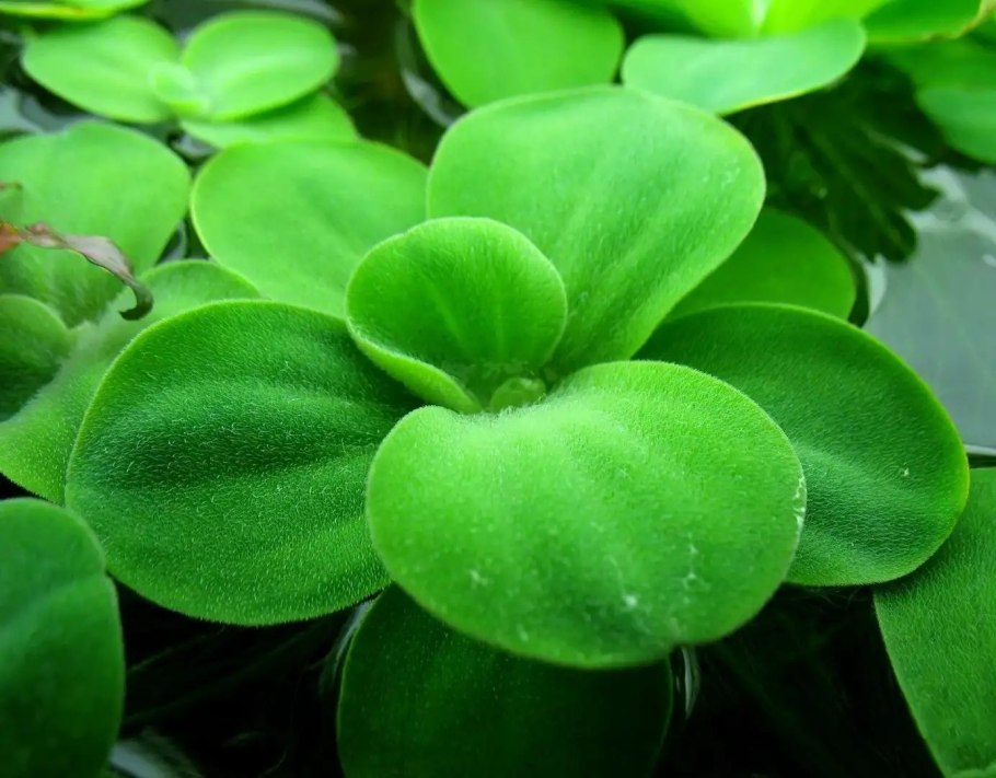 Пистия телорезовидная Pistia Stratiotes