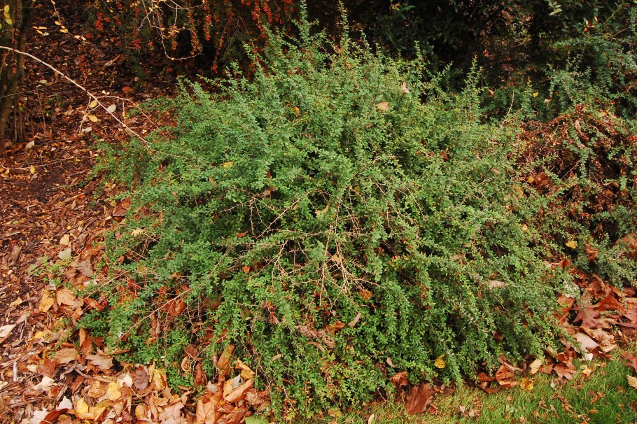 Berberis wilsoniae