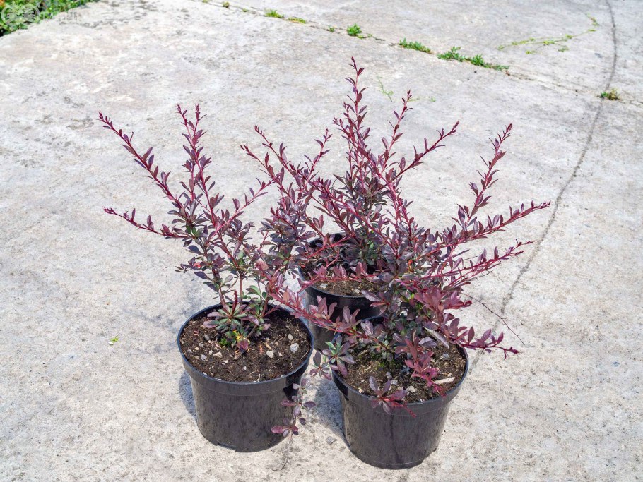 Барбарис тунберга red chief