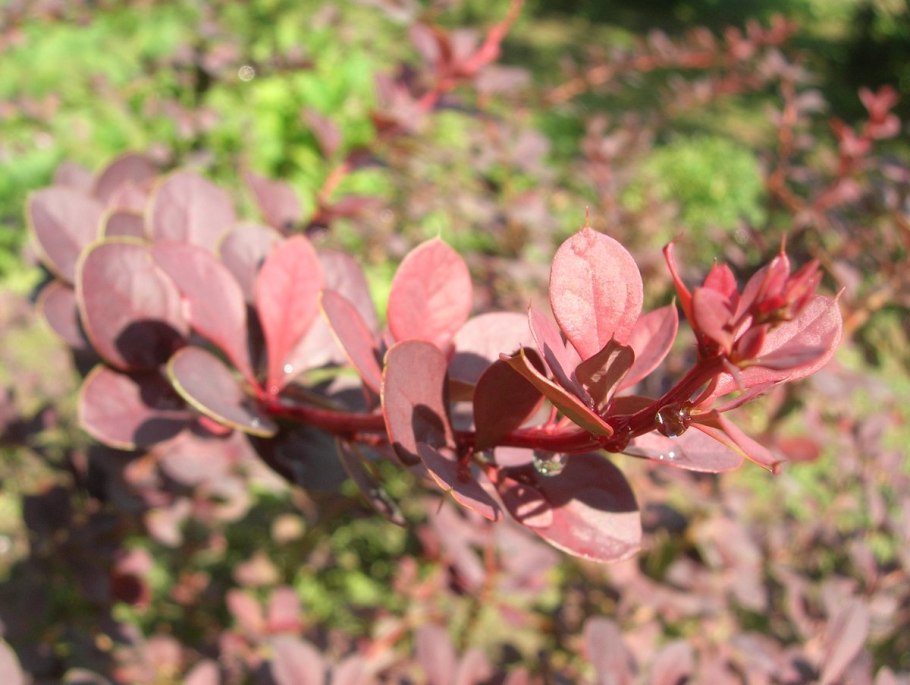 Berberis thunbergii atropurpurea