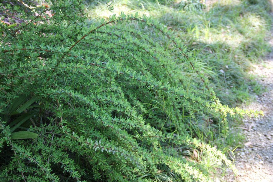 Барбарис сизый