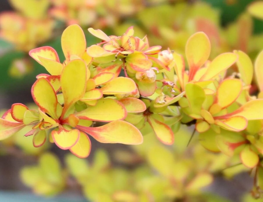 Барбарис Тунберга саммер Сансет