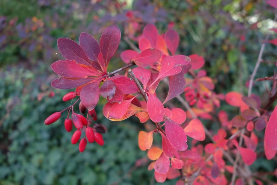 Барбарис оттавский аурикома