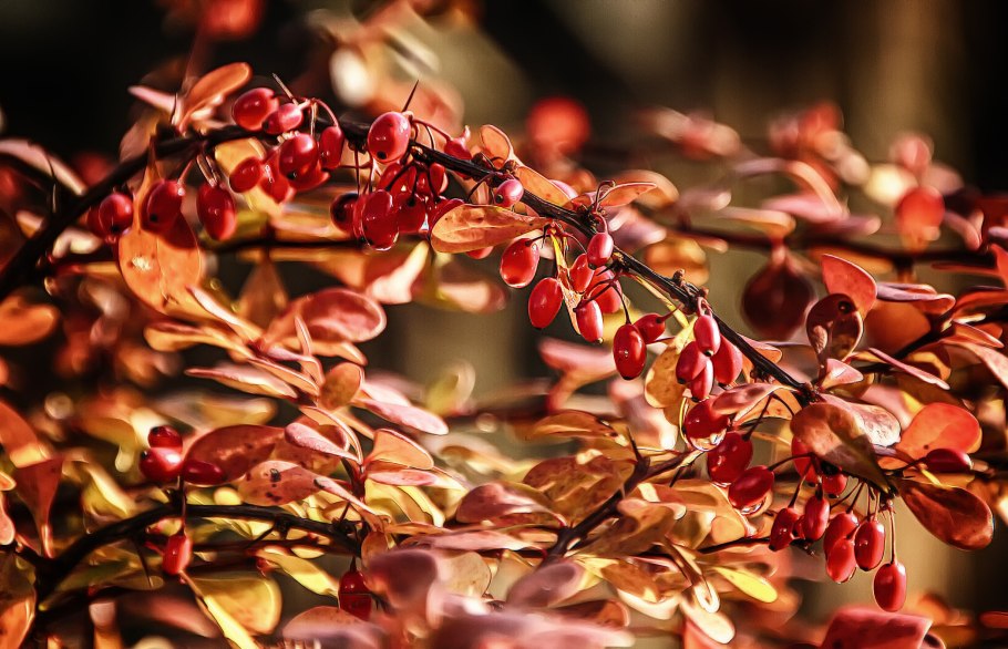 Барбарис монетчатый