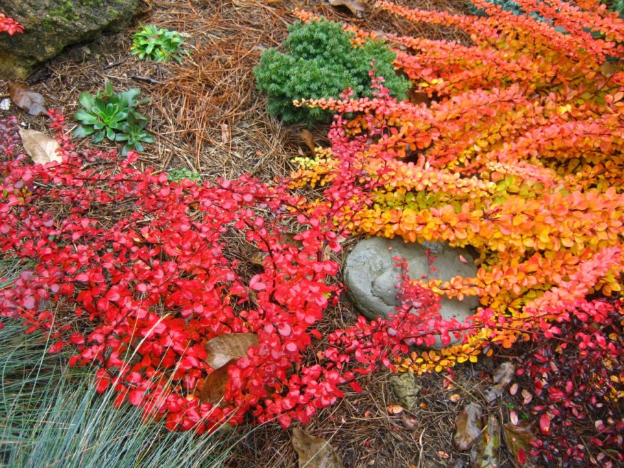 Барбарис Индиан саммер