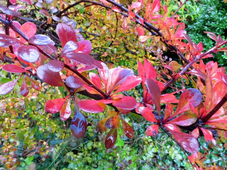 Барбарис Чоколат саммер
