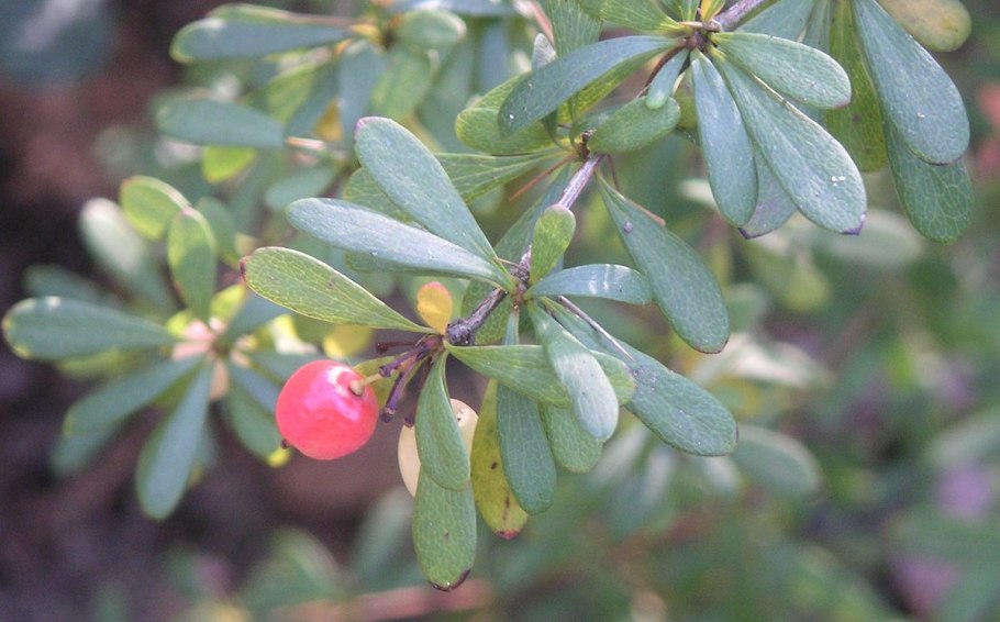 Berberis wilsoniae