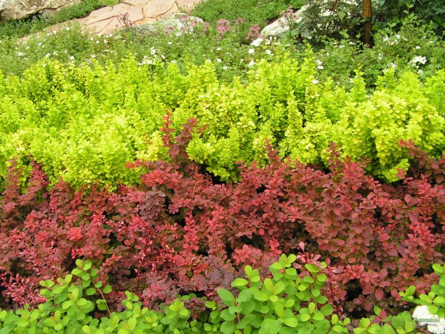 Барбарис пурпуролистный