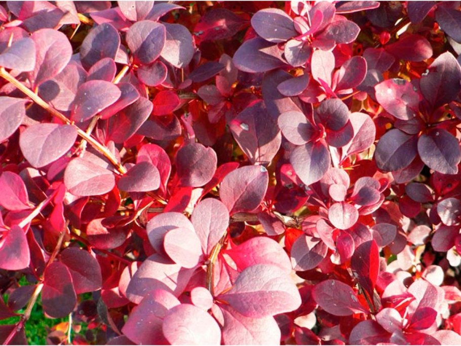 Барбарис тунберга атропурпуреа