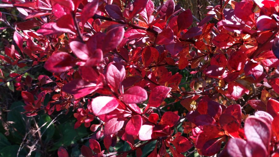 Барбарис тунберга индиан саммер