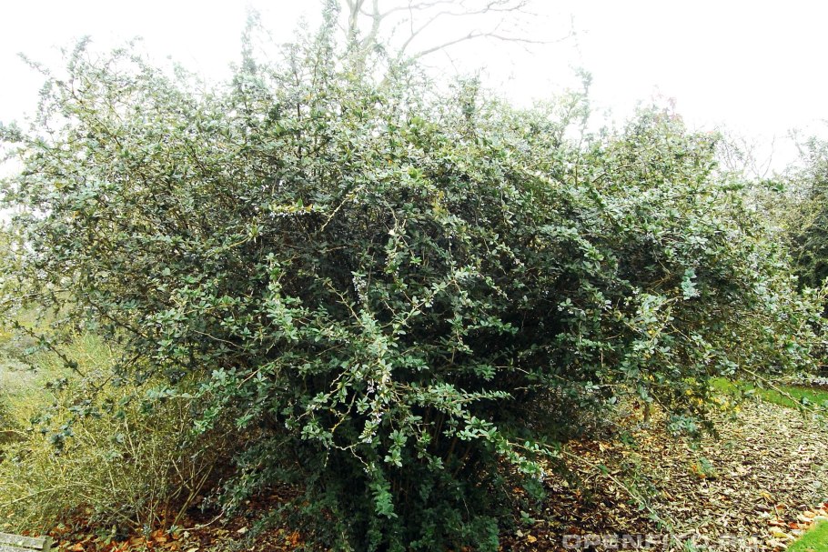 Berberis julianae