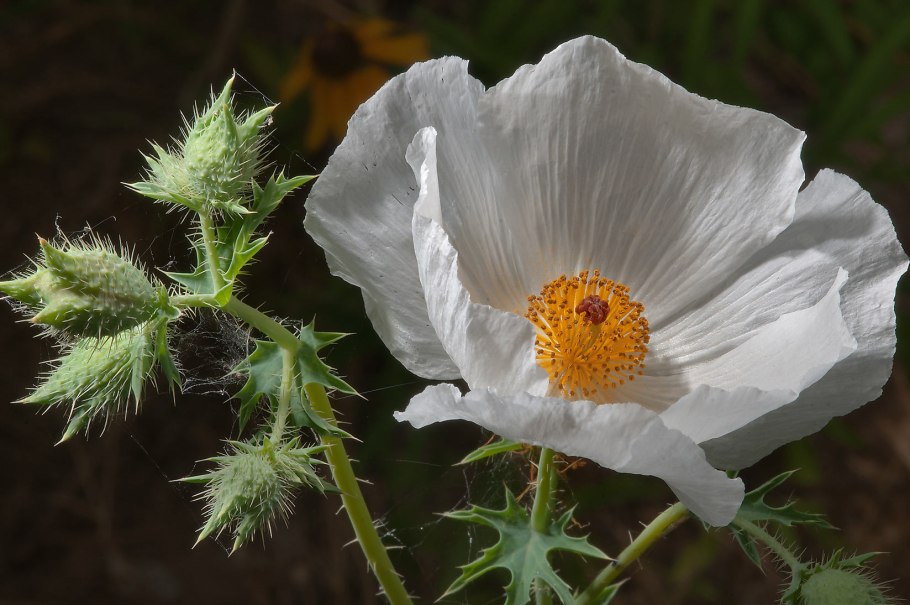 Цветок Аргемона Маковка
