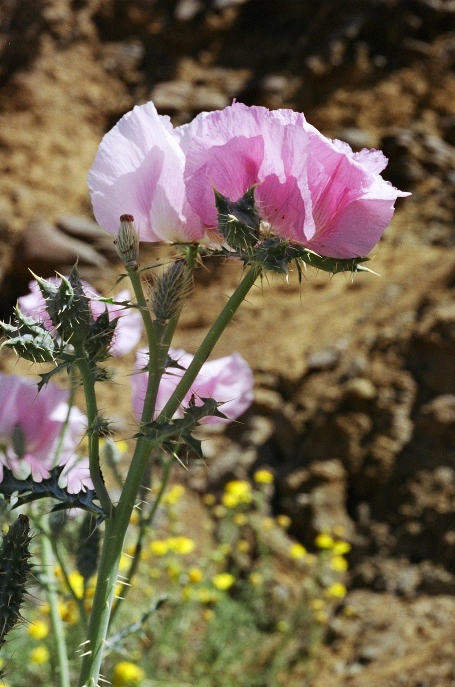 Аргемона Маковка