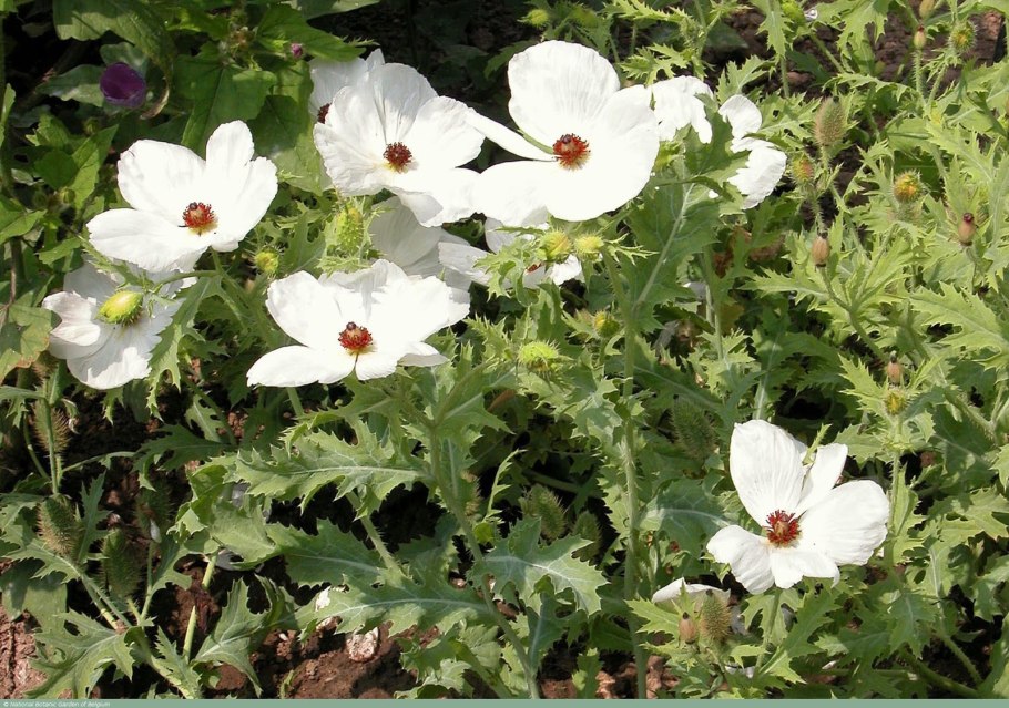 Аргемона крупноцветковая