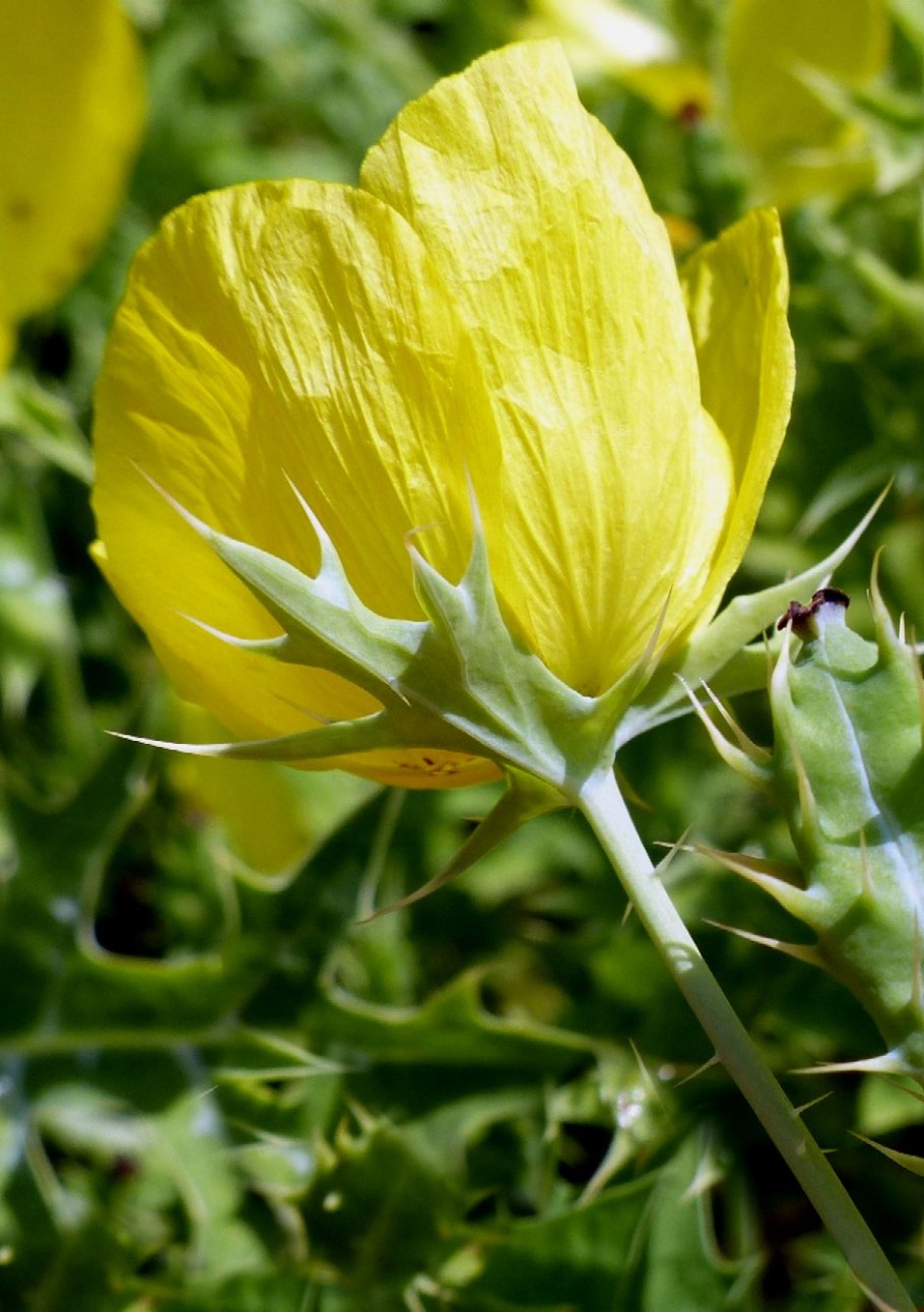 Argemone pleiacantha