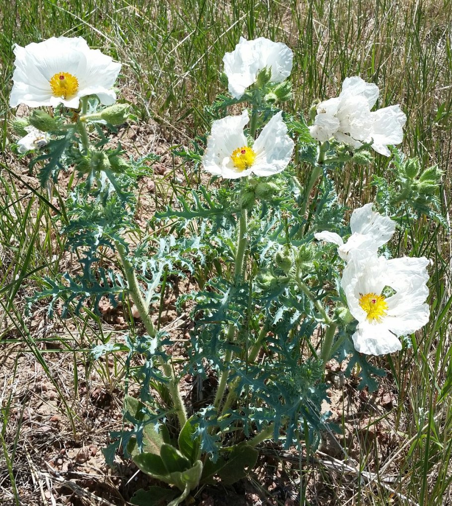 Аргемона растение