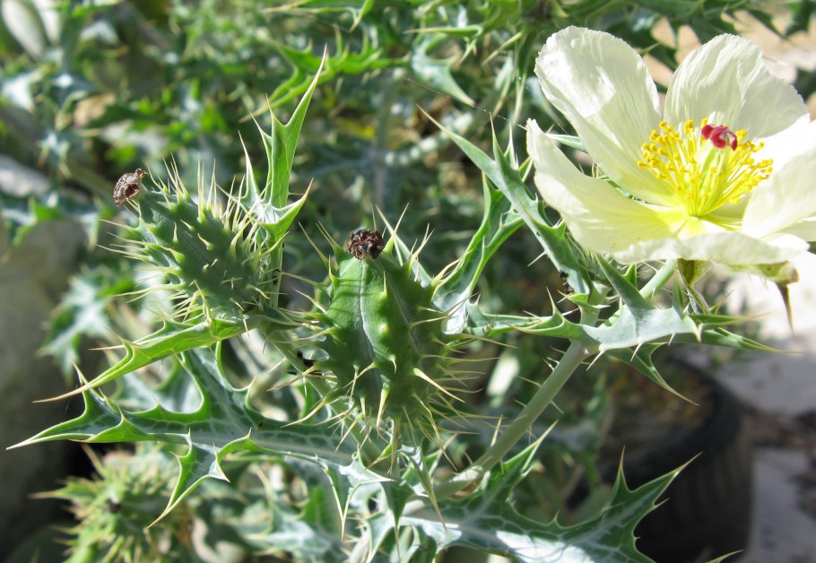 Аргемона плоскоязычковая