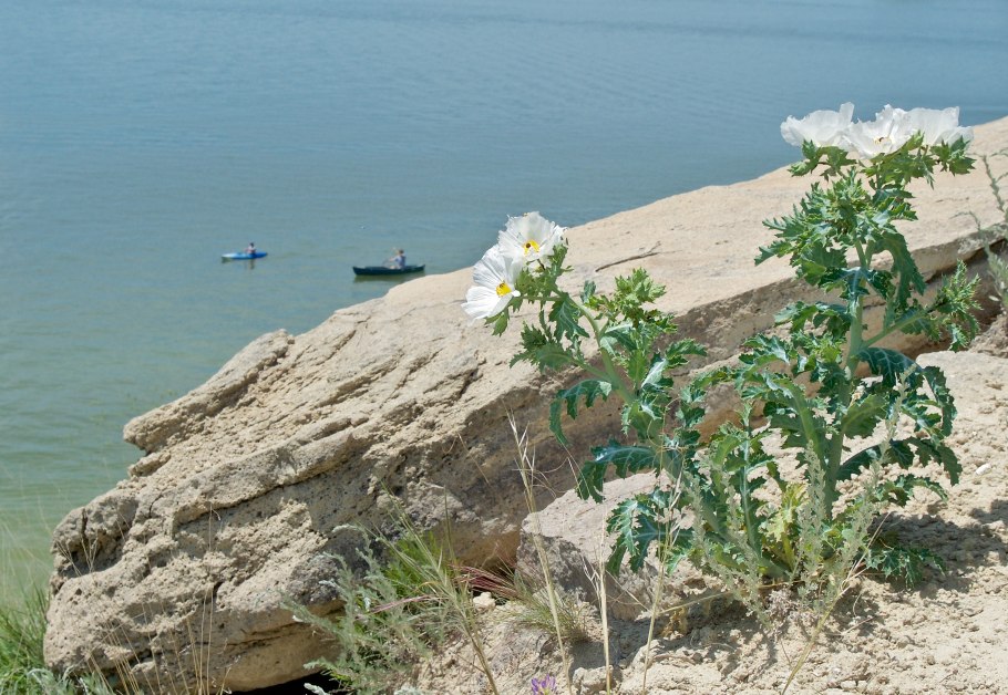 Аргемона в саду фото