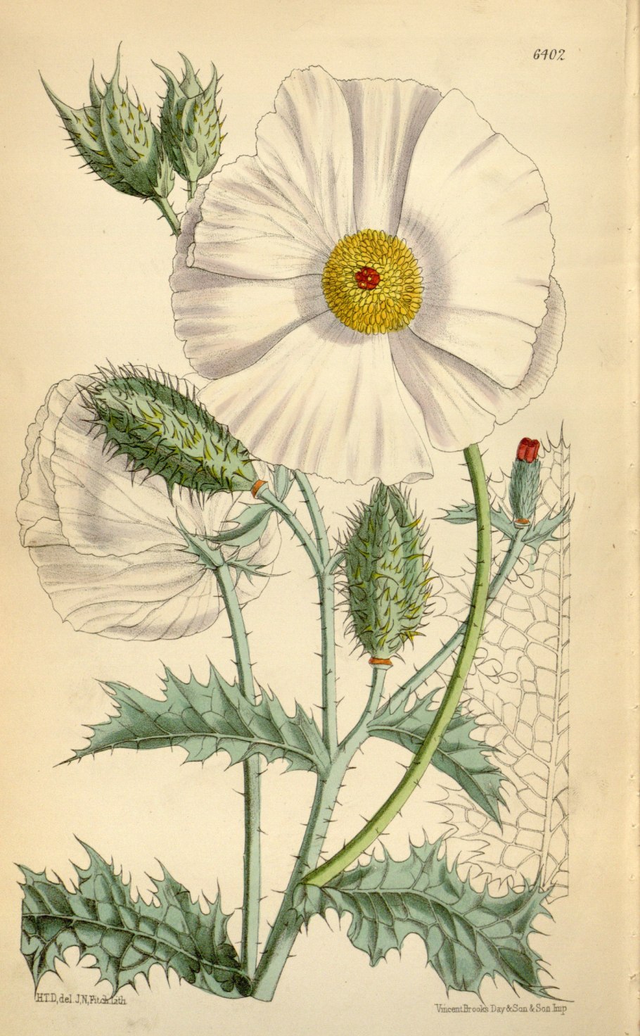 Аргемона (маковые)