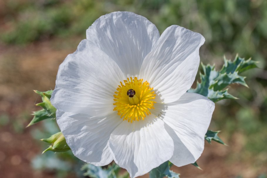 Аргемона крупноцветковая