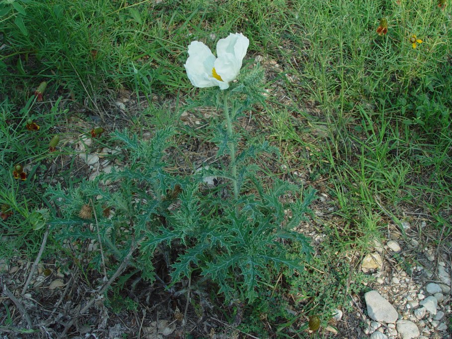 Аргемона Маковка