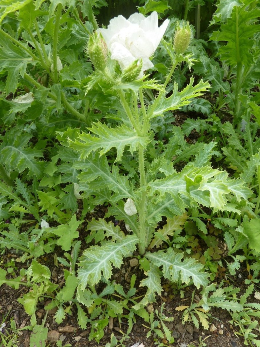 Аргемона белая