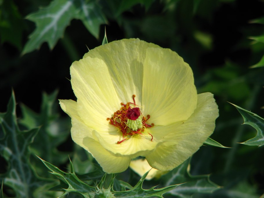 Аргемона в саду