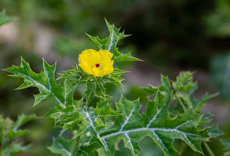 Аргемона (Argemona) растение цветок