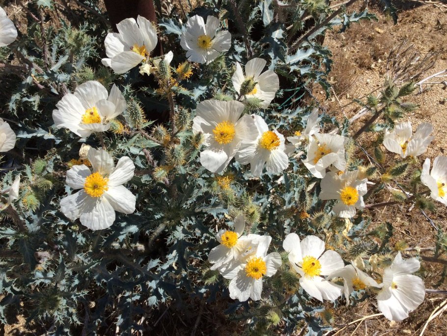 Аргемона грандифлора