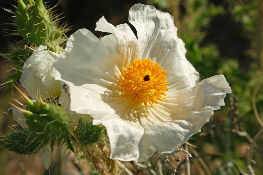 Mexican Poppy or Cardo Santo