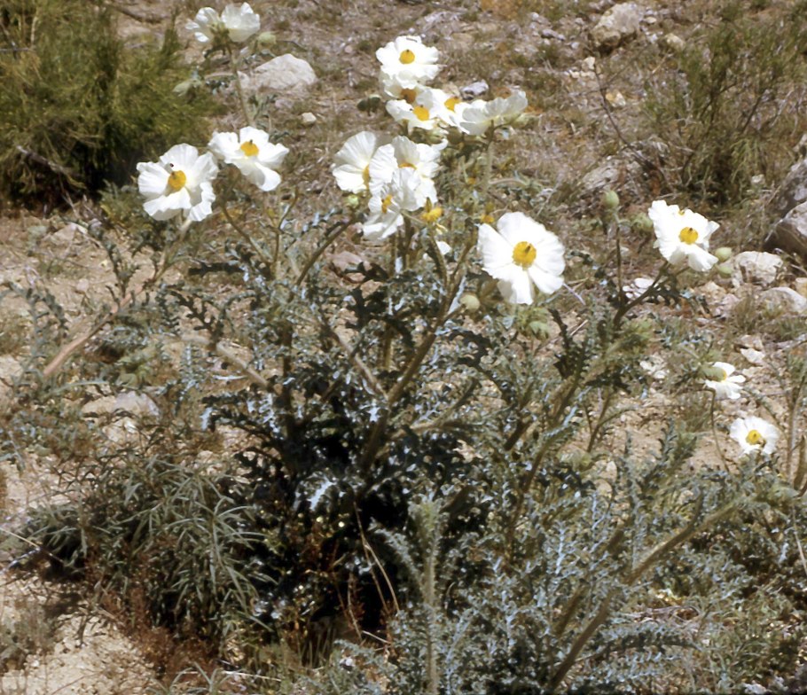 Аргемона цветок