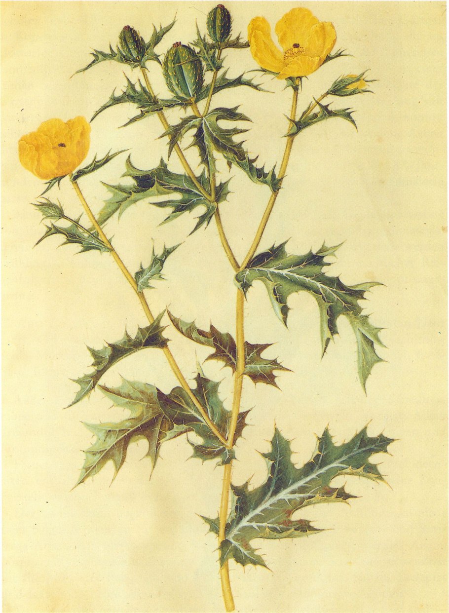 Аргемона растение