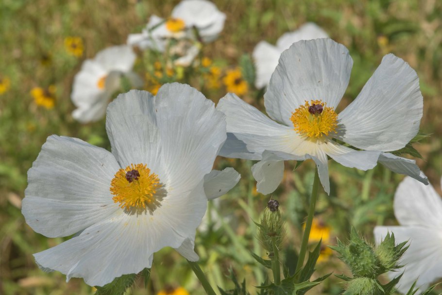 Аргемона медовый сахар