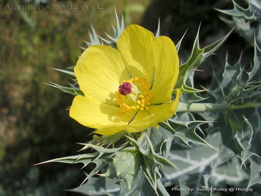 Аргемона полиантемос