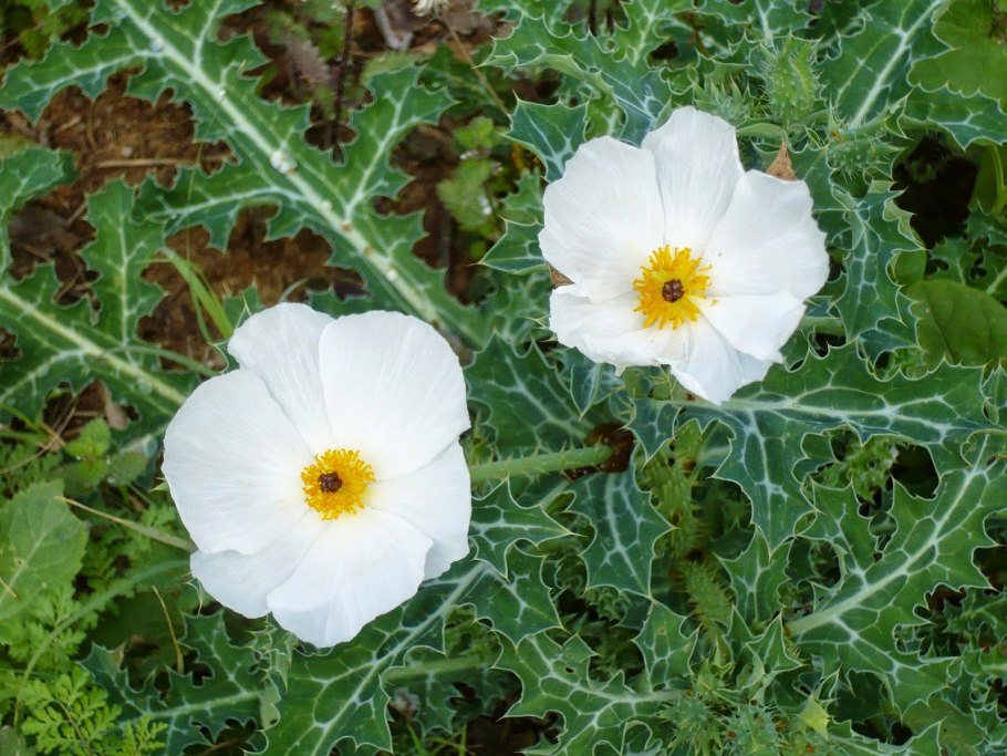 Аргемона Маковка